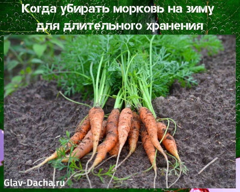 milloin porkkanat korjataan