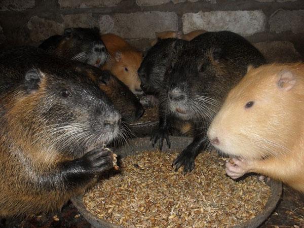 ruokinta nutria