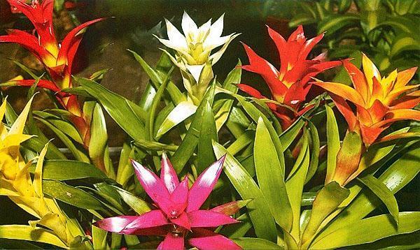 kaunis guzmania