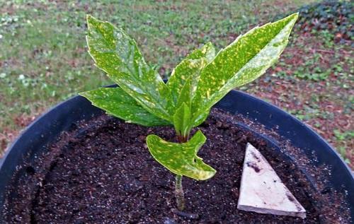 nuori aucuba