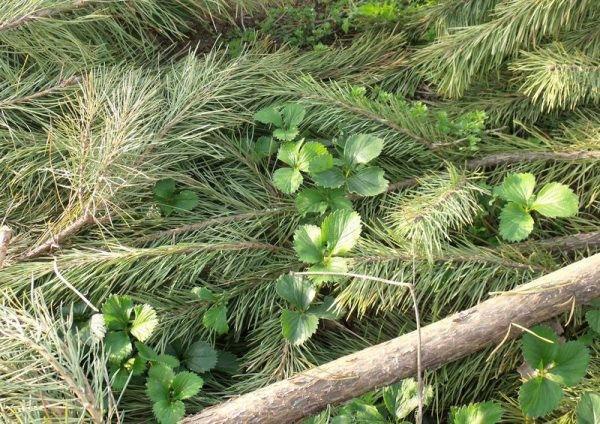 ephedra-multaa