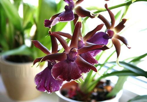 cambria kukkii kotona