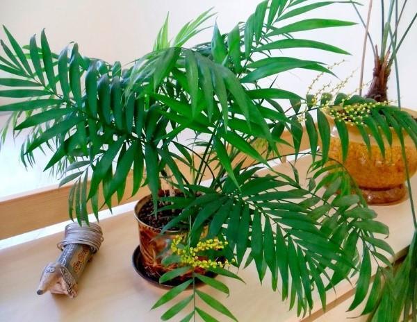 chamedorean palmu
