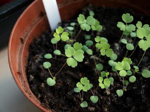 taimenet aquilegia