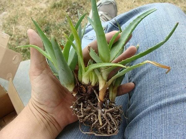 aloe-lisääntyminen