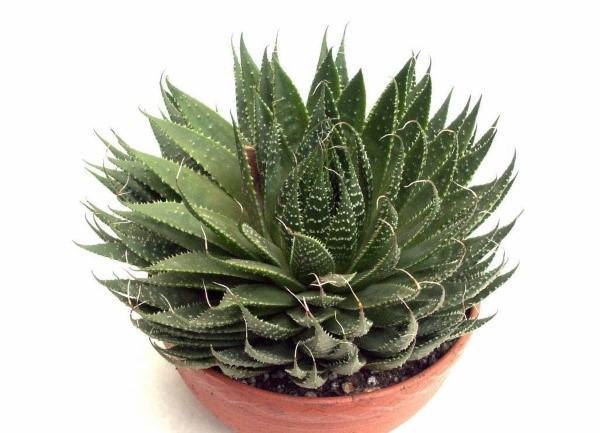 aloe-lajike