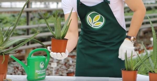 aloe hoito