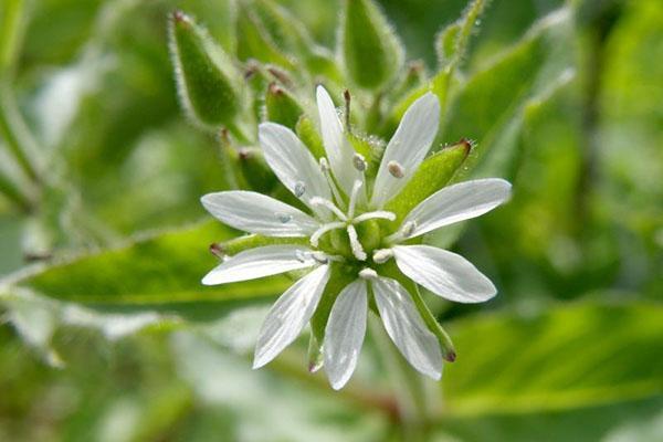 starwort-väliaine