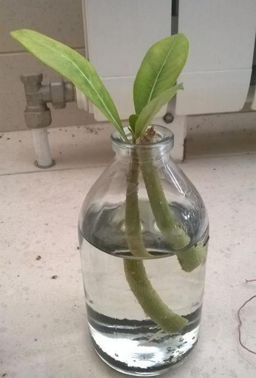 pistokkaat vedessä