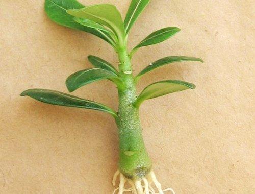 adeniumvarsi