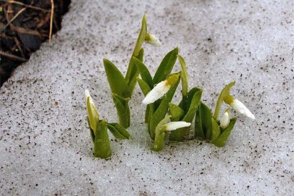 ensimmäinen kevätkukka Galanthus
