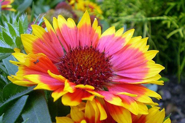 ihana Gaillardia