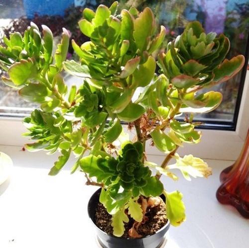 Kalanchoe haalistui