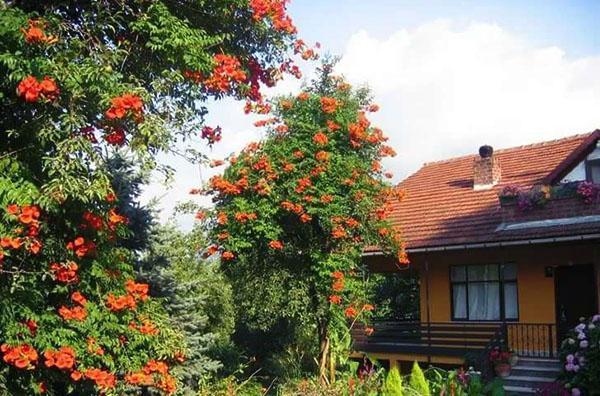 kampsis heidän mökillään