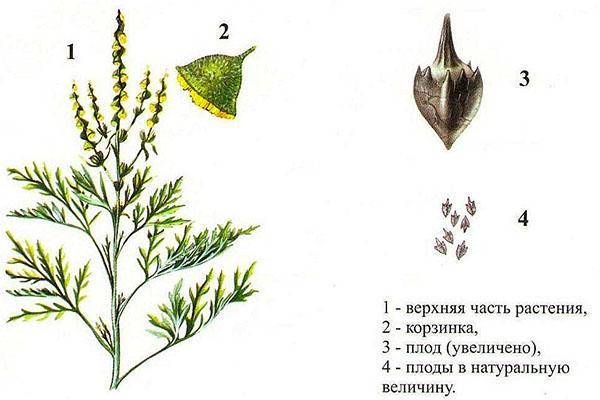 ambrosia rakenne