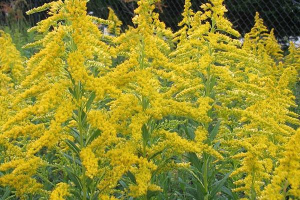 ragweed-kukinta