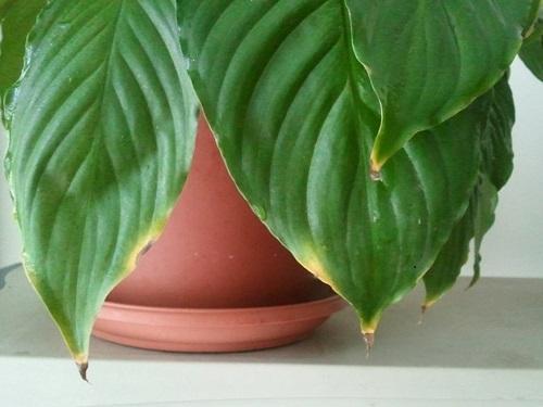 spathiphyllum ruukussa