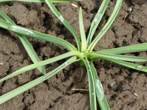 nuori allium