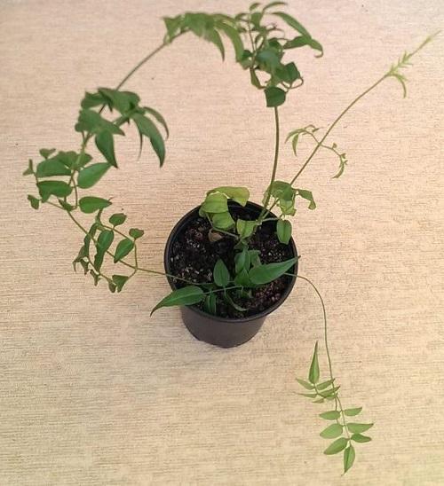 nuori polyantum