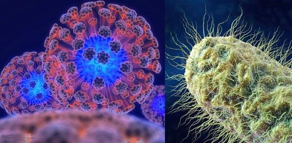 influenssavirus ja bakteerit voittavat tyrnin hunajalla