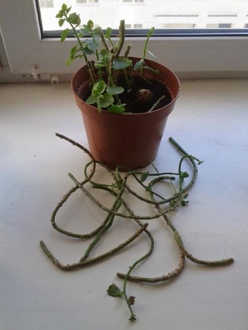 leikattu Kalanchoe