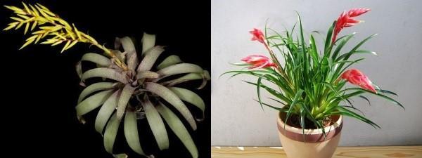 erilaisia ​​vriezia