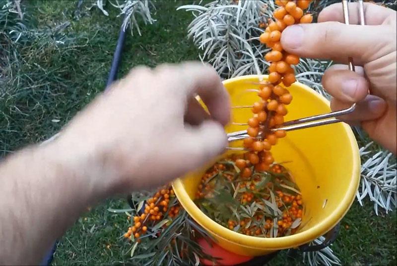 tuoksuva ja terve marja