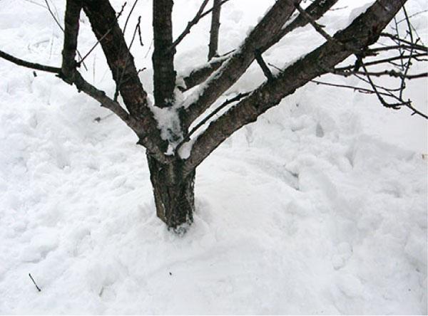 polkea lunta puiden ympärillä