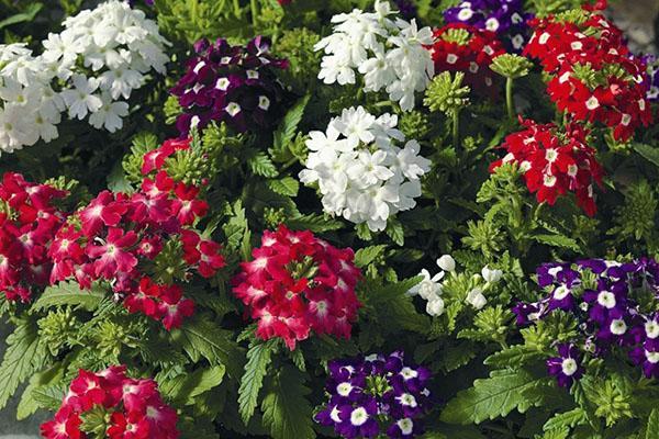 upea verbena puutarhassasi