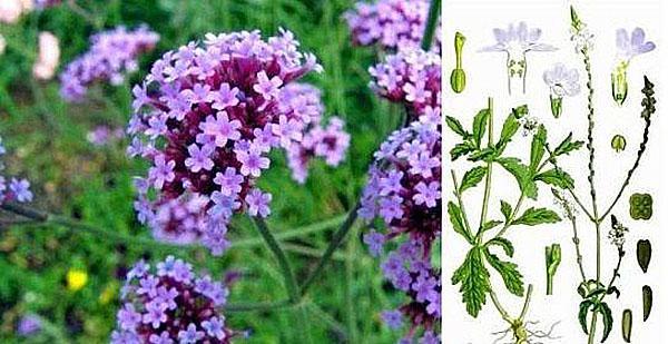verbena-rakenne