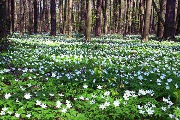 anemone aikaisin keväällä metsässä
