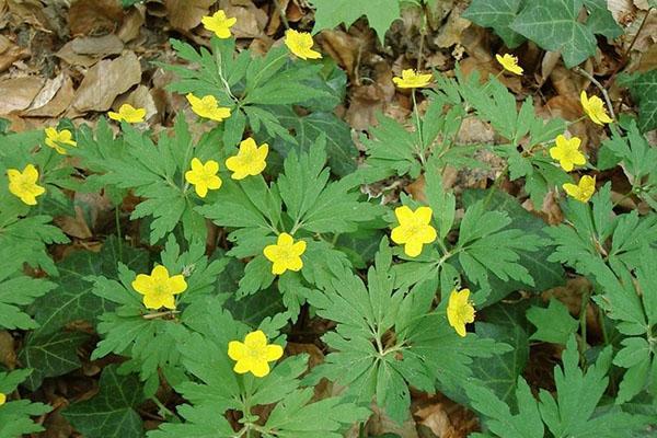 keltaiset anemone-kukat