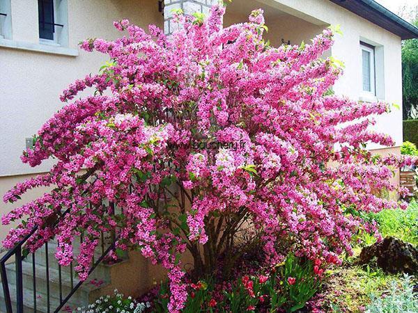 Weigela talon kuistilla