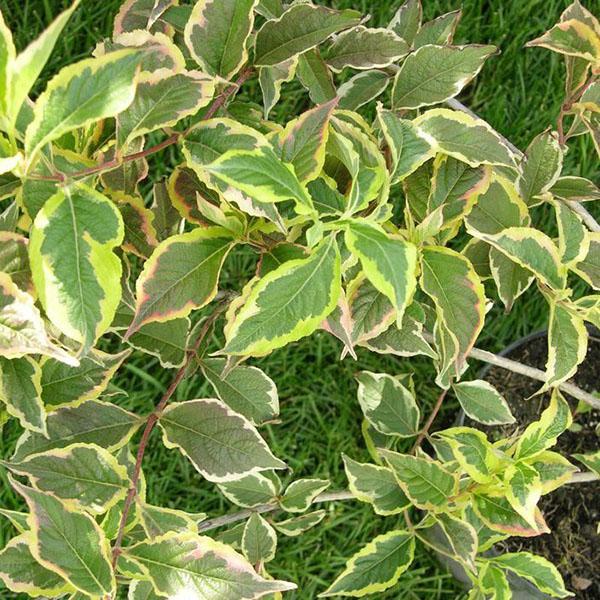 kirjava lehdet weigela