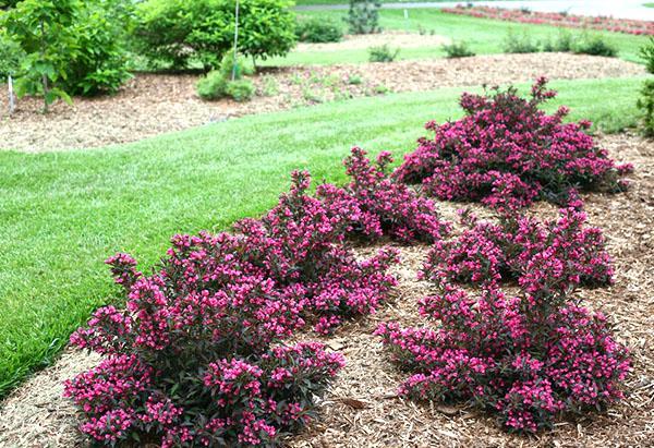 weigela-tontin koristelu
