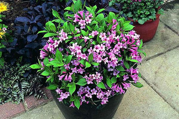 weigela ruukussa