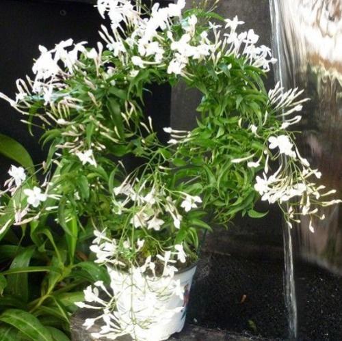 jasmiini polyantum