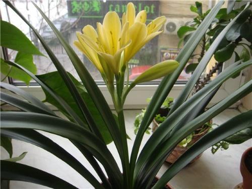 keltainen clivia