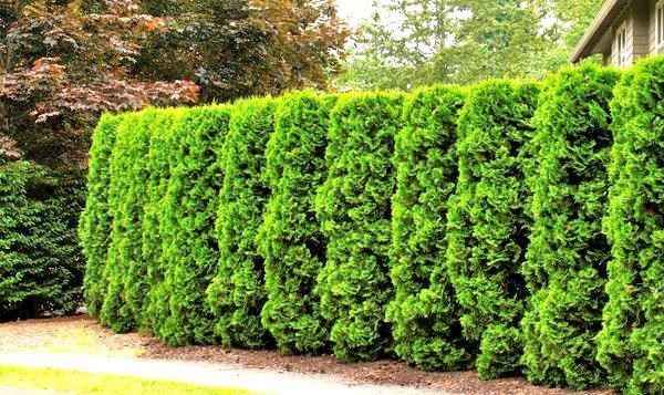 thuja-aita
