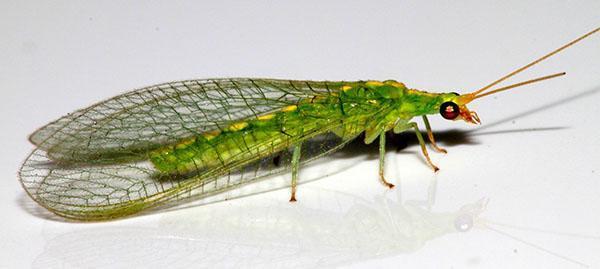 lacewing hyönteinen