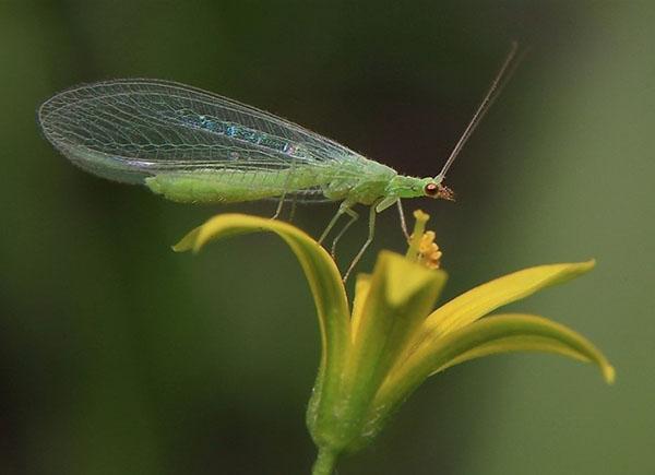 lacewing puutarhassa