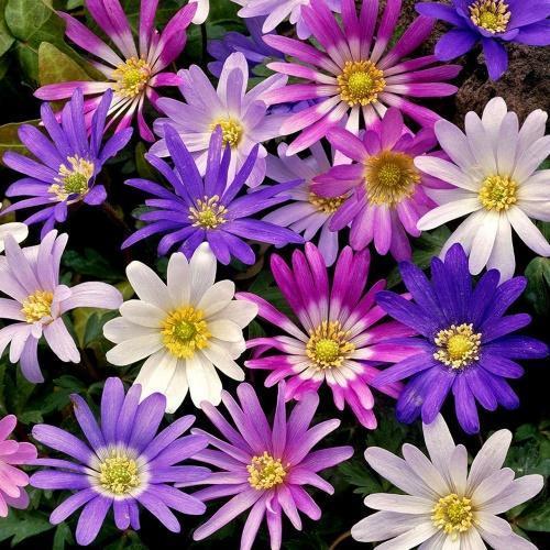 anemone blanda sekoitus