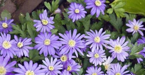 anemone blanda sininen