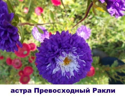 astra loistava rakley