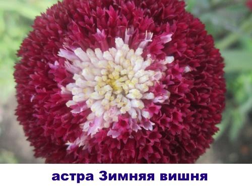 aster talvikirsikka