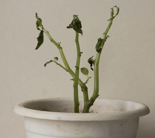 balsamia ilman lehtiä