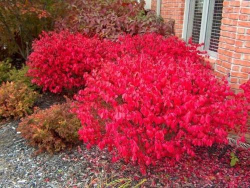siivekäs euonymus compactus