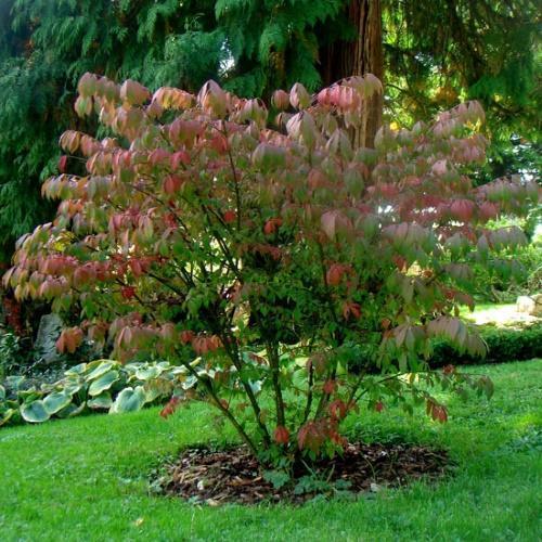 euonymus syksyllä
