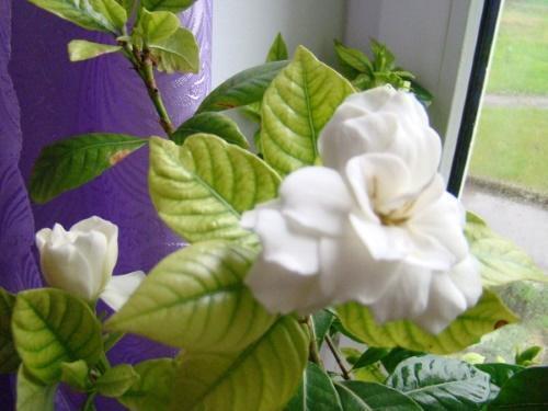 vaaleat gardenian lehdet