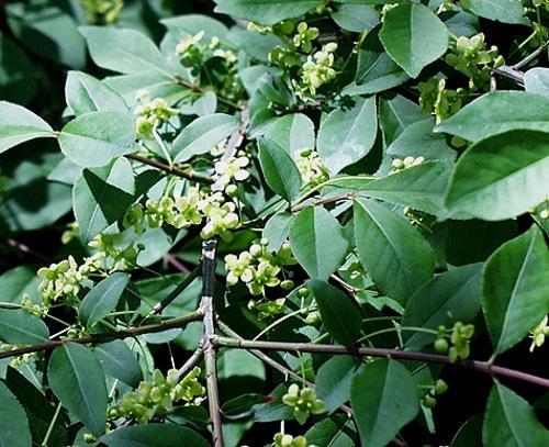 euonymus-kukinta